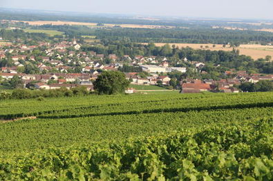 Ladoix Vineyards